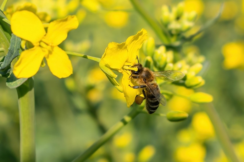 POLLINATION BY BEES