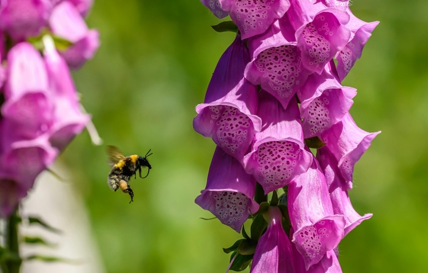 Plants That Can Harm You