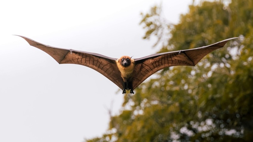 Pollination by bats