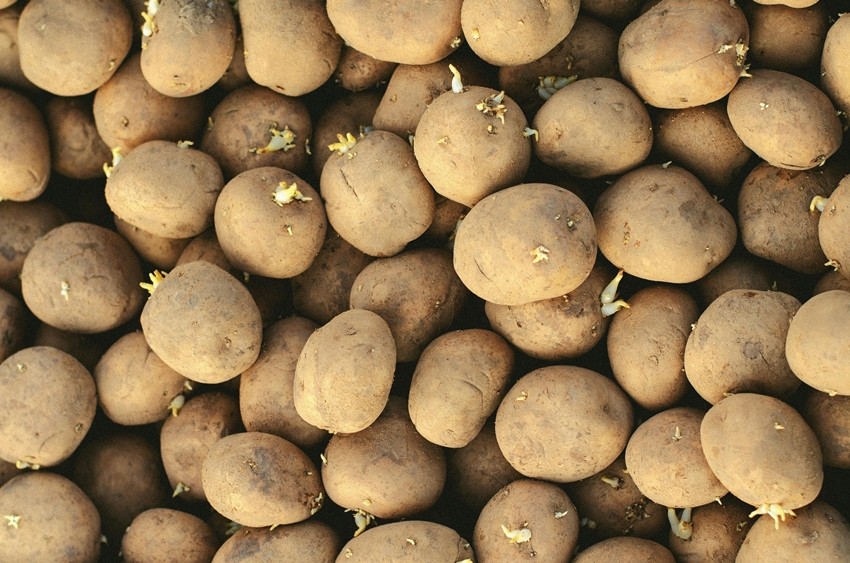 Potatoes