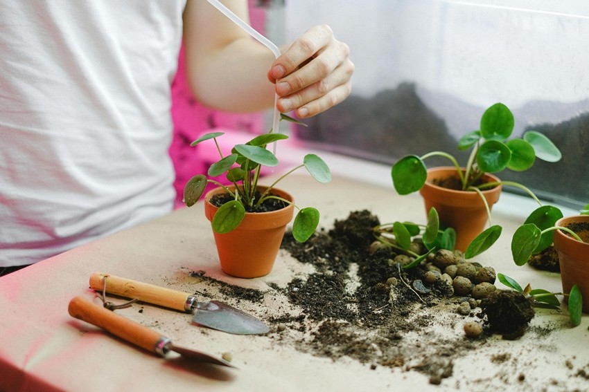 Propagate Your Own Plants