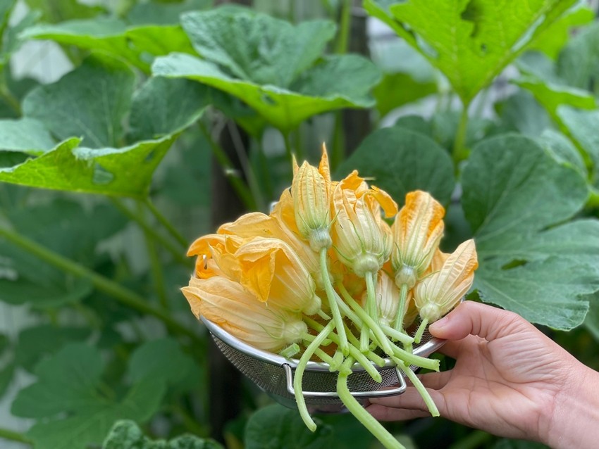 Pumpkin Flower
