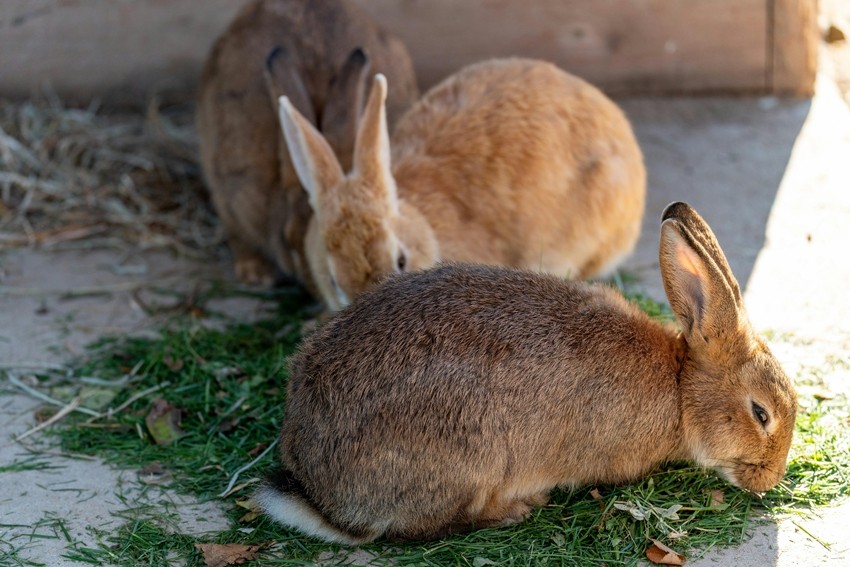 RABBIT ISLAND, JAPAN
