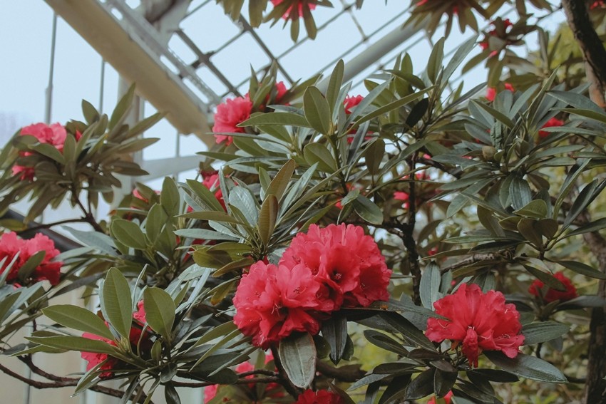 RHODODENDRON