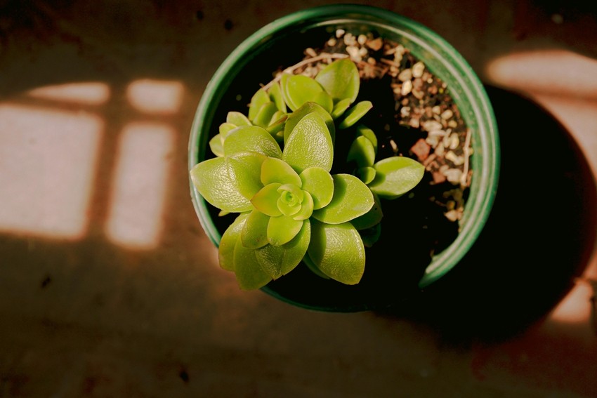 ROTATE TOWARD LIGHT