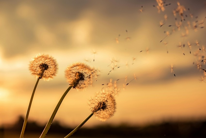 SEED SPREAD BY WIND