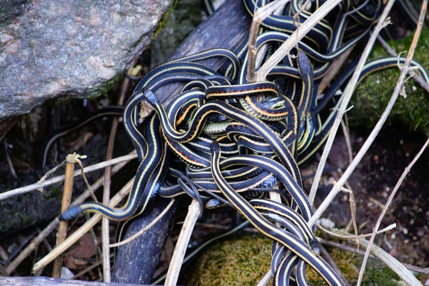 SNAKE ISLAND, BRAZIL