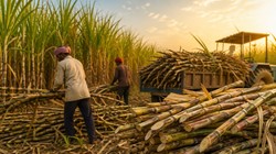 गन्ने से जुड़े छह दशक पुराना कानून में बदलने की तैयारी में मोदी सरकार