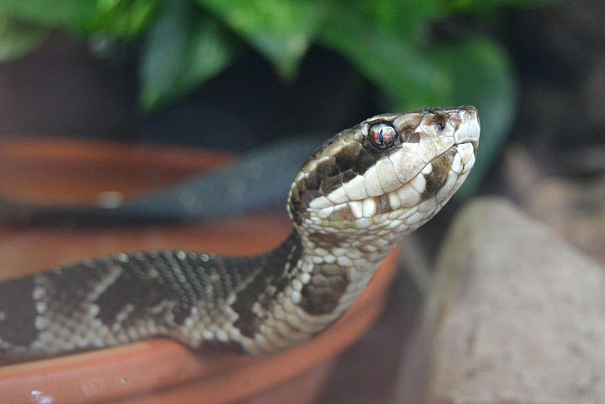Saw-scaled viper