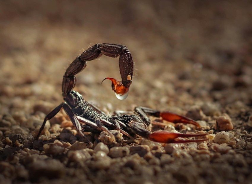 Scorpions