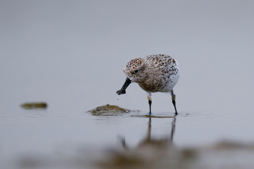 Spoon-billed Sandpiper