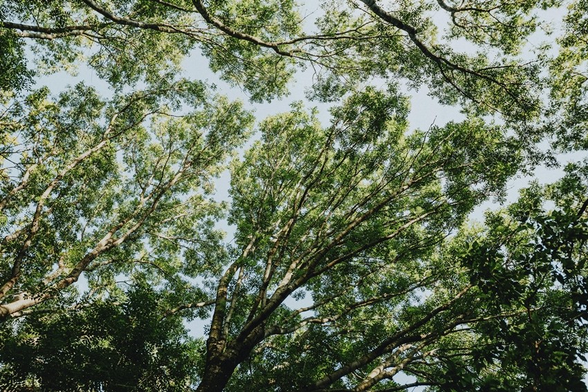 TREES CLEAN THE AIR