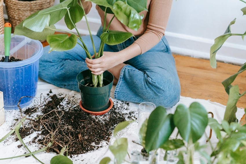 The Ultimate Guide to Watering Indoor Plants Properly