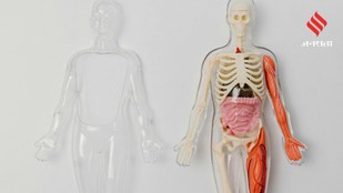 These 6 Facts About Your Body Will Surprise You