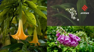 These Beautiful Plants Could Be Hazardous
