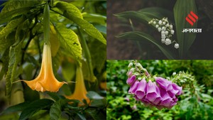 देखने में आकर्षक और सुंदर लगते हैं ये पौधे, मगर होते हैं बहुत खतरनाक, घर में लगाने से पहले हो जाएं सतर्क