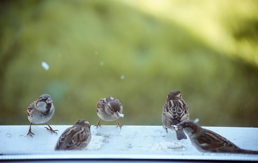 These Stunning Birds May Soon Be Gone Forever