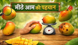 Ticks to Identify Sweet and Juicy Mangoes