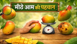 मीठे और रसदार आम की पहचान, खरीदते समय अपनाएं ये 7 आसान ट्रिक