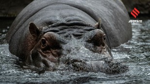 Top 9 Animals Responsible for the Highest Human Deaths Globally