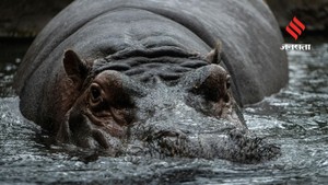 शेरों और शार्क से भी ज्यादा खतरनाक होते हैं ये जीव, हर साल लेते हैं हजारों लोगों की जान