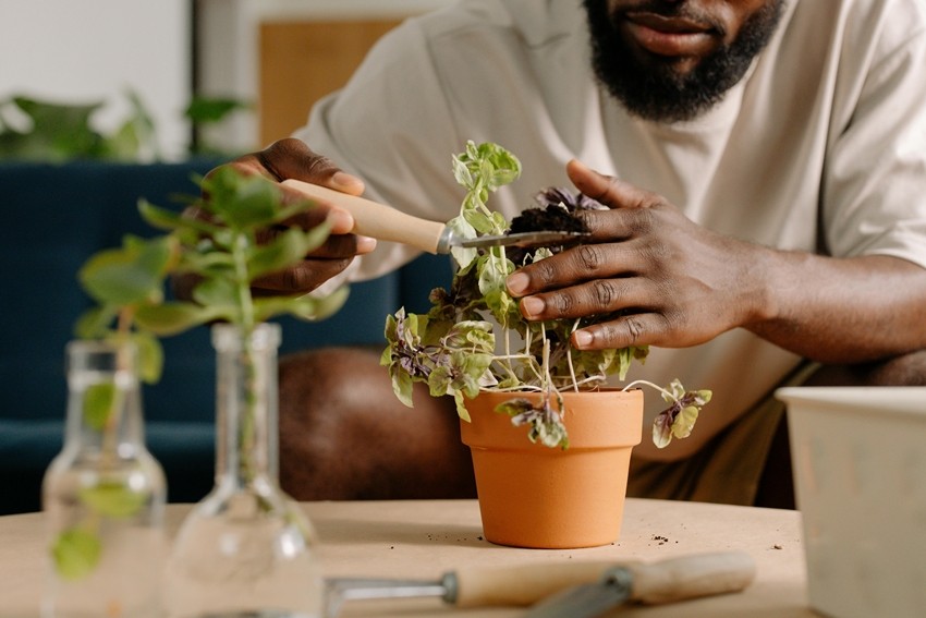 Underwatering plants symptoms
