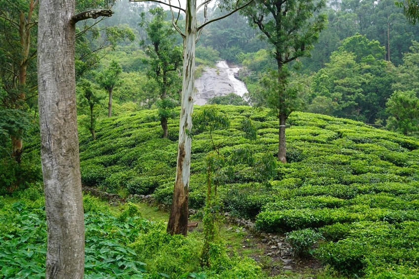 Valparai, Tamil Nadu