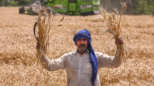 Wheat Farmer, Kisan News, Madhya Pradesh News