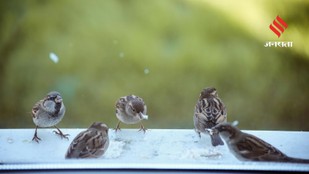 Why Bird Populations Are Collapsing Across the World