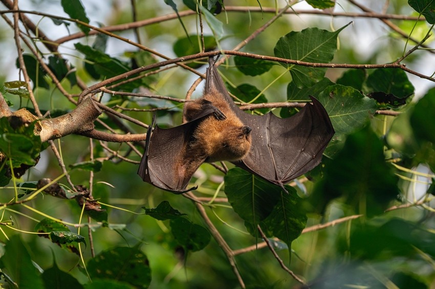 Why bats are important