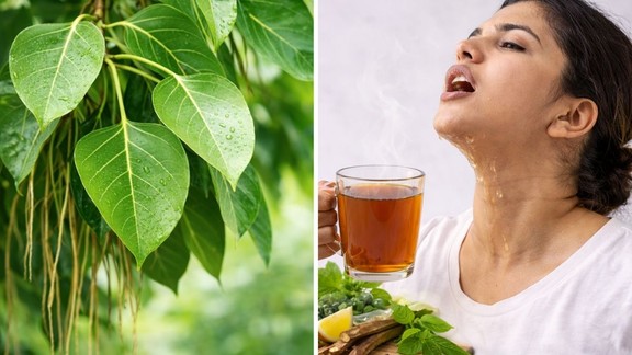mouth ulcers and white tongue remedies, Banyan tree leaves benefits for mouth, health,mouth ulcers and white coated tongue, ayurvedic remedies