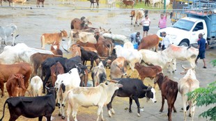 bhopal | cow slaughter | madhya pradesh |