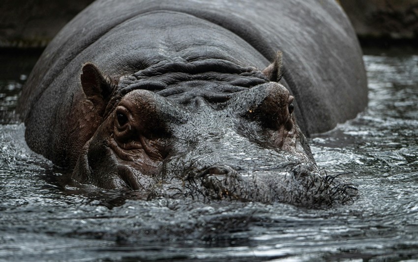 deadliest animals