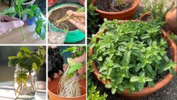 पुदीने की डंडियों से टोकरी में ऐसे उगाएं नए हरे-भरे पौधे, बाजार से खरीदने की नहीं पड़ेगी जरूरत