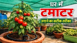 गर्मियों में घर पर उगाएं टमाटर, पौधे को खराब होने से बचाने के लिए बरतें ये सावधानी, जानें स्टेप-बाय-स्टेप गाइड