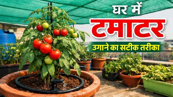 garmi mein tamatar kaise lagaen | How to Grow Tomatoes | ghar-par-tomato kaise-ugayen