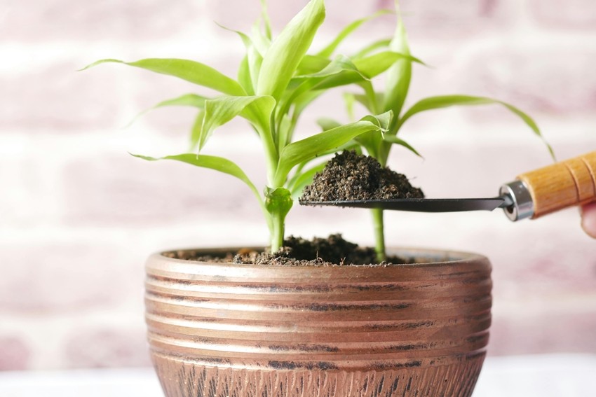 pLANTS cARTE Rules that actually matter