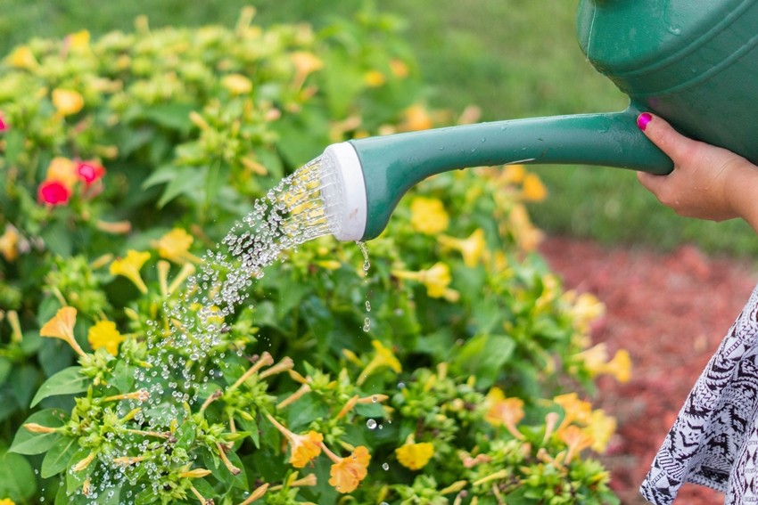 plant AVOID MIDDAY WATERING
