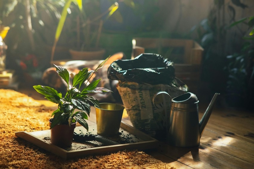 plant EVENING IS SECOND BEST sunset