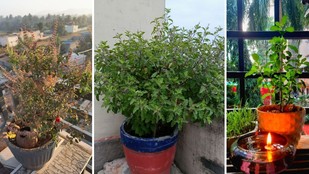 tulsi ko sukhne se kaise bachayen | tulsi sukh jaye to kaise thik kare