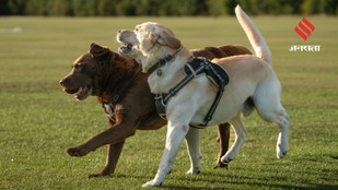 5 Dog Breeds That Are Gentle With Kids but Always Alert