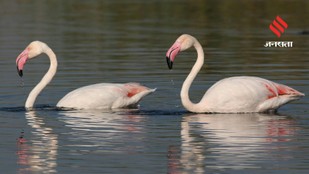6 Amazing Migratory Birds You Can Spot in India During Winter