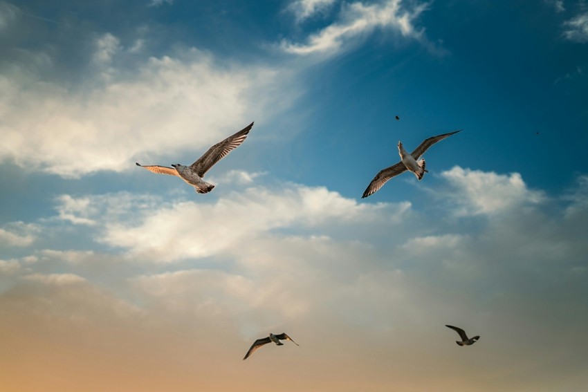 6 Beautiful Birds You Can Easily Spot in India This Summer