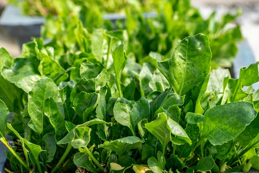 A Complete Guide to Growing Spinach in Limited Space