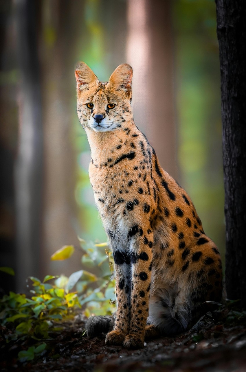 African wild cat