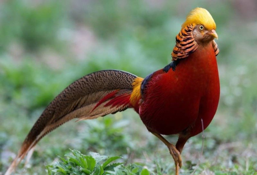 Alipore Zoo
