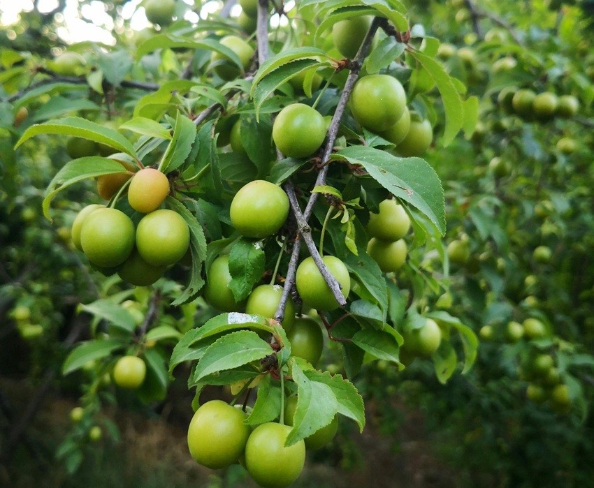 Ambade or Hog Plum