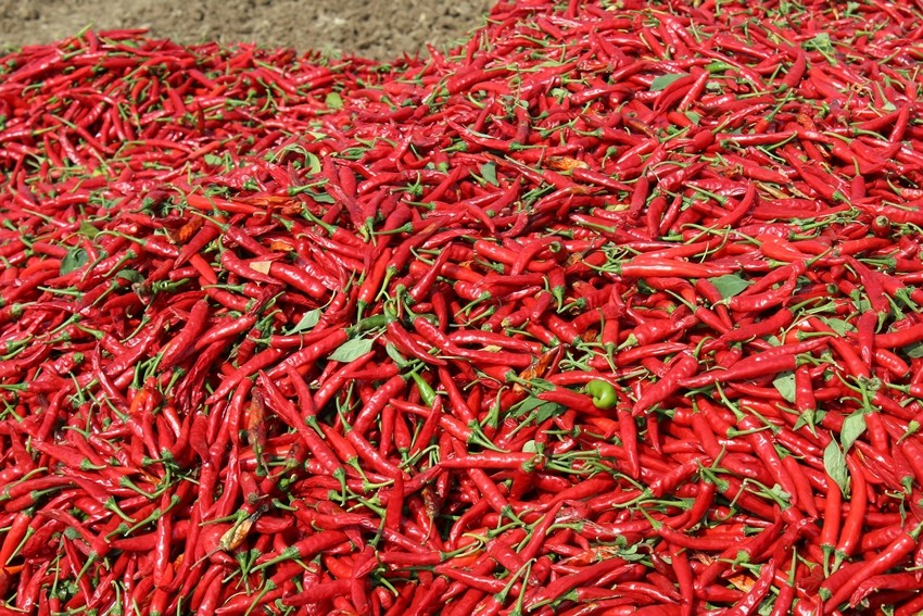 Andhra Pradesh chillies