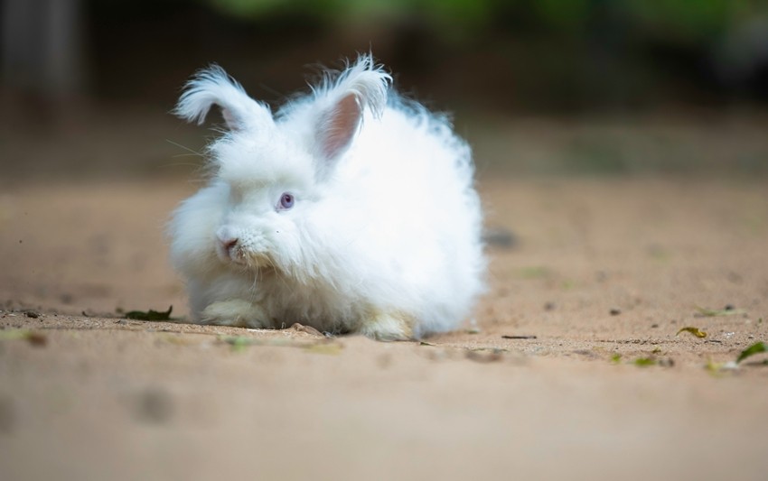Angora rabbit-unsplash