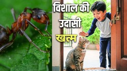 चींटियों से मिला सुराग, और घर लौट आया म्याऊं | आशा शर्मा की बाल कथा
